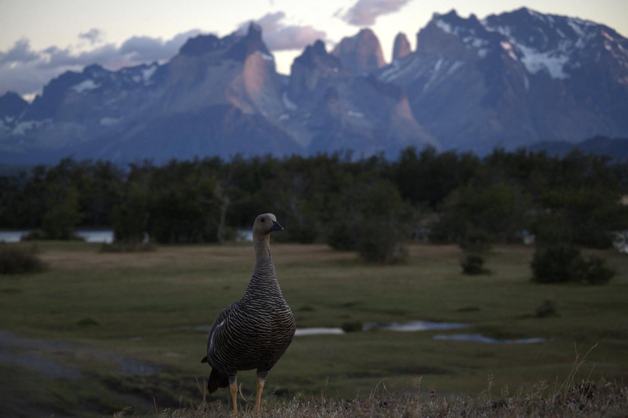 Pampa Lodge, Quincho & Caballos Torres del Paine National Park Luaran gambar